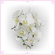 �Ӓ��� �� �L���X�P�[�h�u�[�P