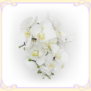 �Ӓ��� �� �L���X�P�[�h�u�[�P